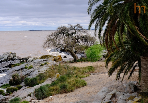 Alter Baum und das Meer Colonia UR 2025