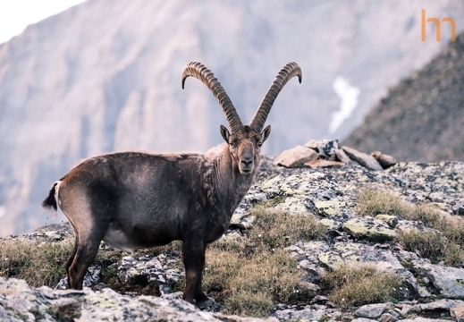 Alter Bock Lötschenpass CH 2025