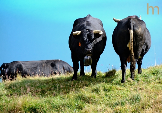 Bullish Grimentz CH 2025