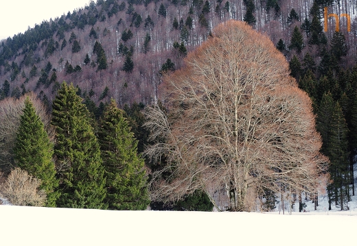 Der Baum Orvin CH 2023