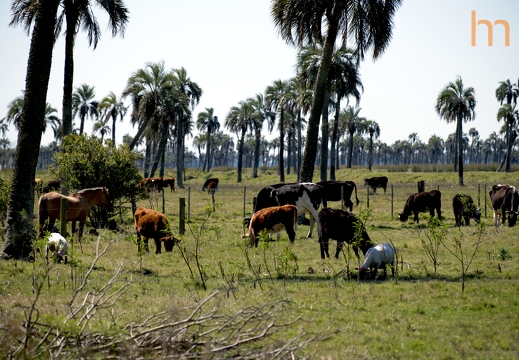 El Potero Pampas UY 2025