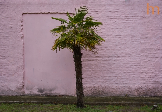 Palma Rosa Colonia UY 2025