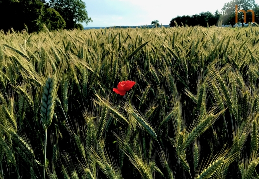 Poppy Allschwil CH 2020