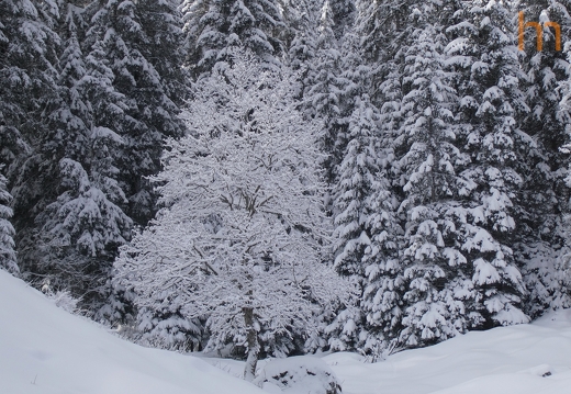 White Tree Diemtigtal CH 2024