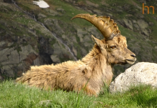 Bock und Stein Glecksteinhuette CH 2019