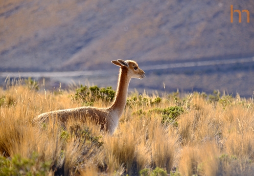 Guanako Hornocal AR 2025
